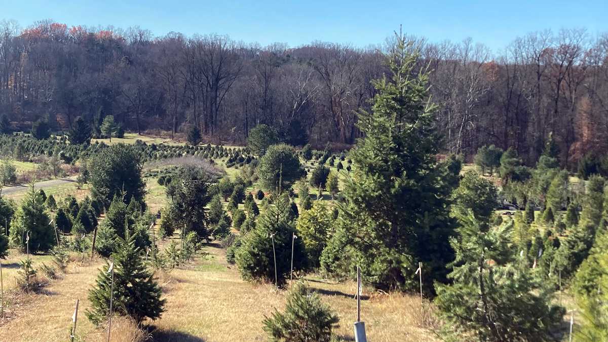 Surplus, shortage of rain affecting local Christmas tree farm