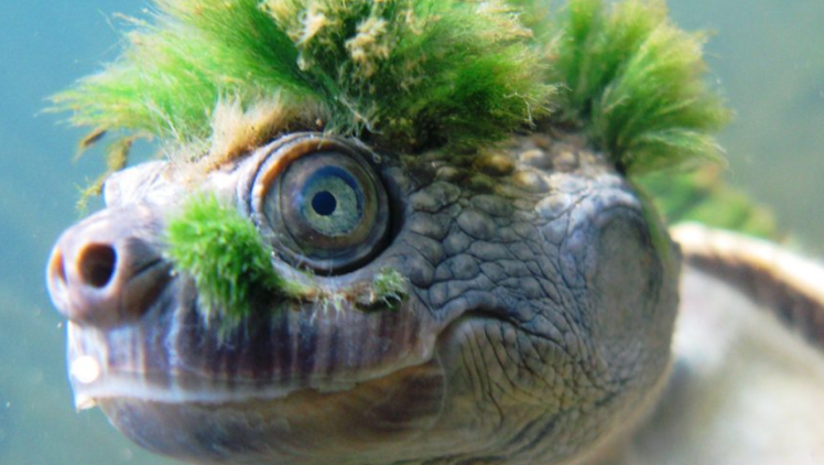 Green-haired turtle that breathes through its genitals has internet worried