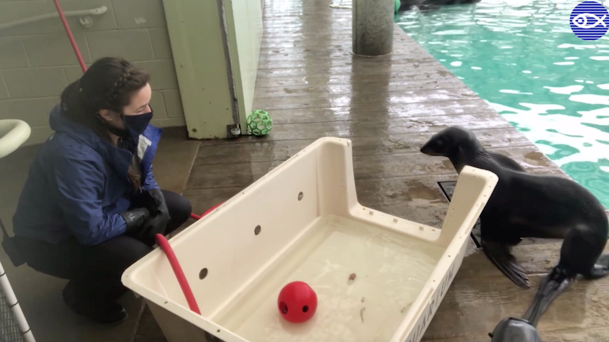 Aquarium seals must be wondering Who's that masked trainer?