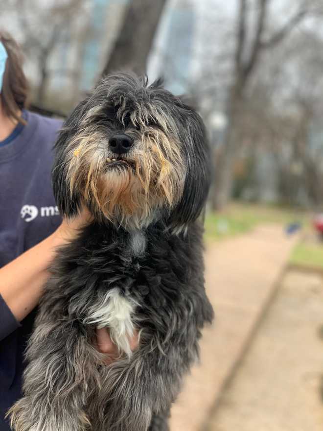 More than 100 pets rescued from storm-ravaged Texas looking for homes ...