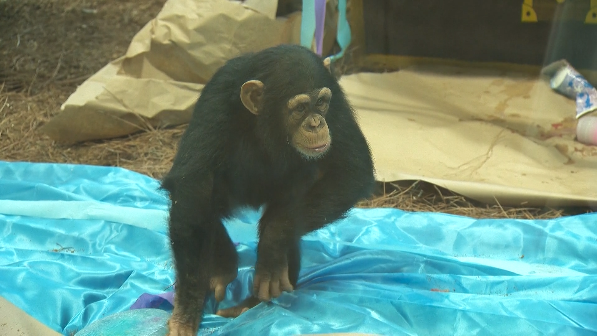 Maisie the chimp celebrates third birthday at Maryland Zoo