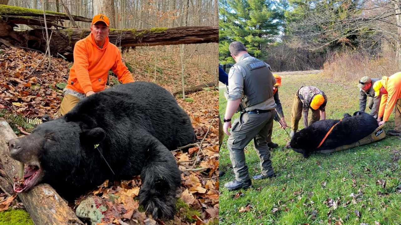 Pennsylvania hunter bags record-setting 717-pound black bear