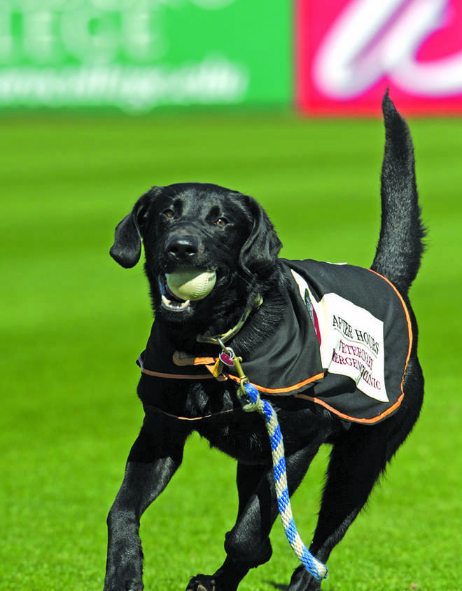 Master Yogi Berra Of The Greensboro Grasshoppers Dies From Cancer