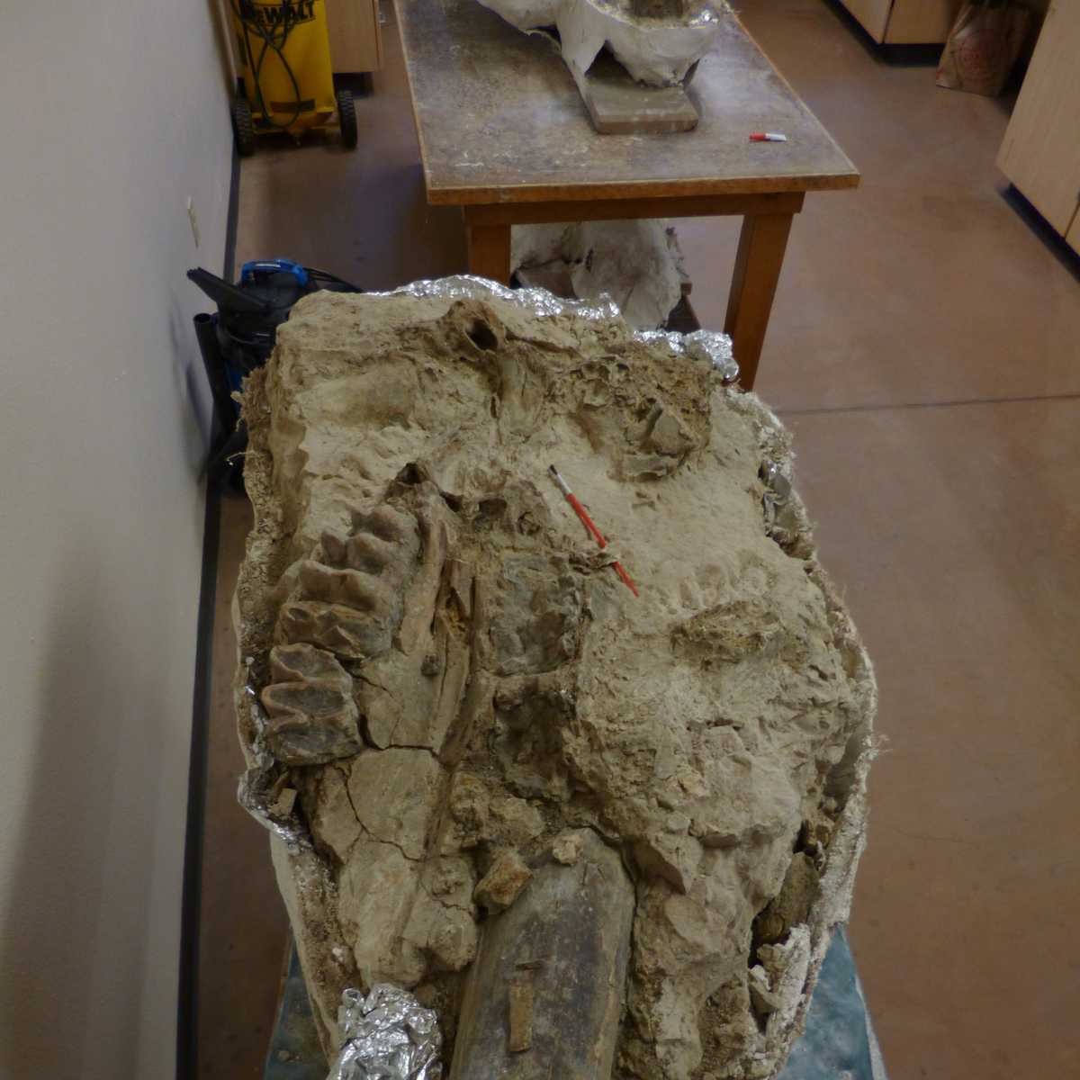 Mastodon fossils found in Mokelumne River Watershed