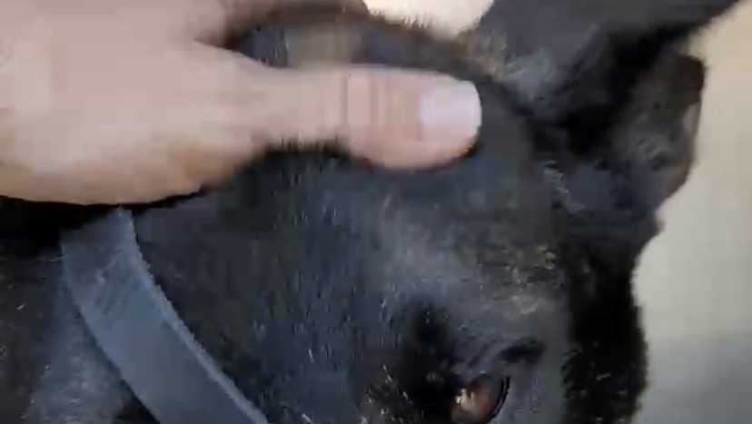 Dog found tied to fence on the side of the road in Stuart, muzzled and ...