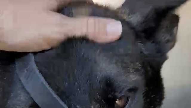 Dog found tied to fence on the side of the road in Stuart, muzzled and overheated - Vimarsana News