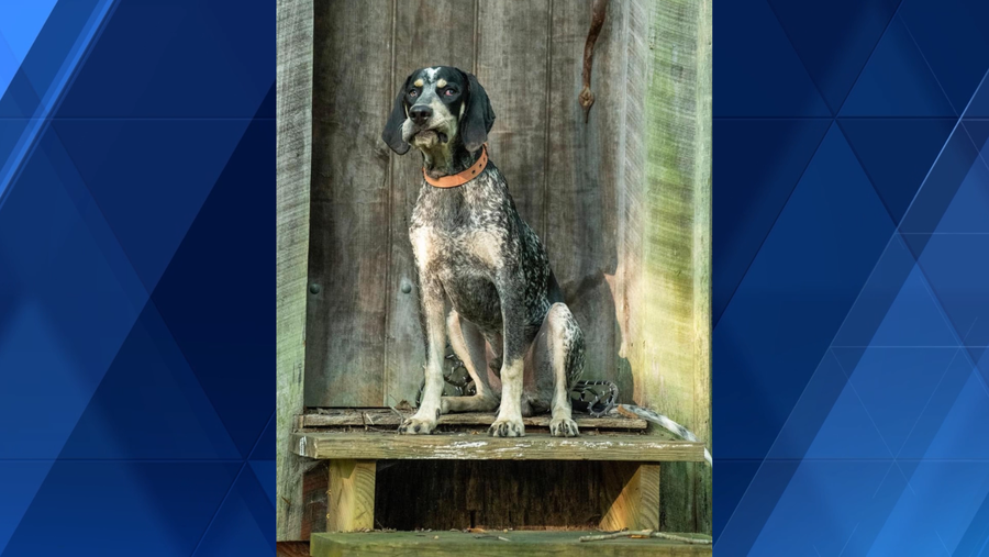 Boone the Bluetick Coonhound wins race for Rabbit Hash mayor