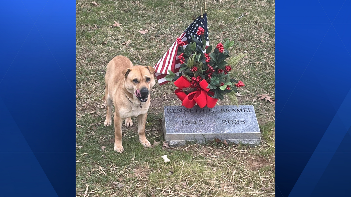 Northern Kentucky animal shelter takes in dog found at Maysville cemetery gravesite