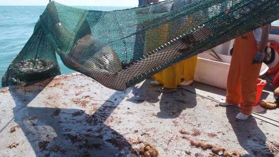 Example of a sawfish incidentally caught in an otter (shrimp) trawl.