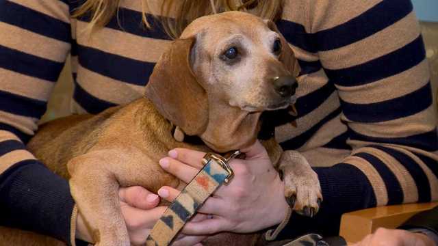 Maryland SPCA seeks help to care for animals this Giving Day - Vimarsana News