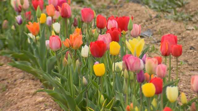 Maryland's very first tulip festival open this weekend - Vimarsana News
