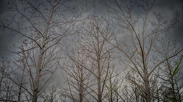 State of emergency declared after Mississippi forests hit hard by pine beetles, drought