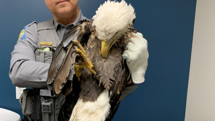 Sick bald eagle rescued from Smithville Lake