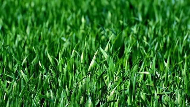 Alabama mayor pushes property owners to take care of overgrown lots - Vimarsana News