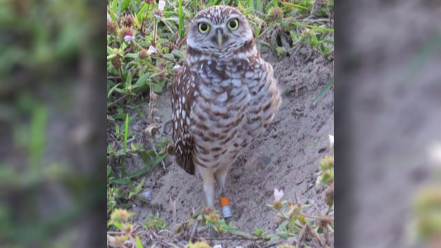 Special burrowing owl sighting on Marco Island - Vimarsana News