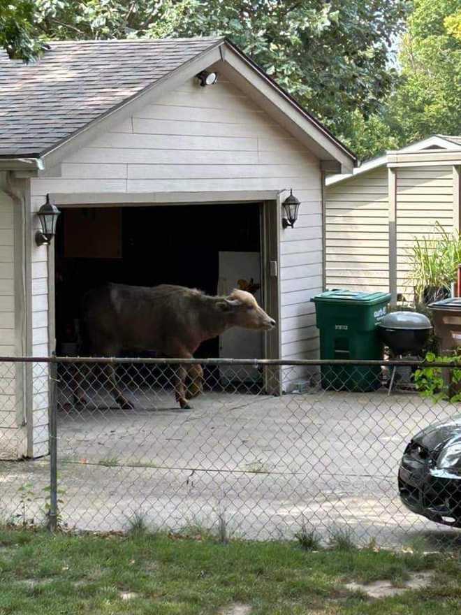 Pleasant Hill water buffalo