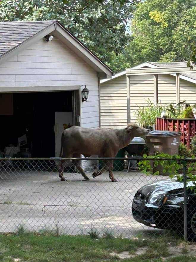 pleasant hill water buffalo