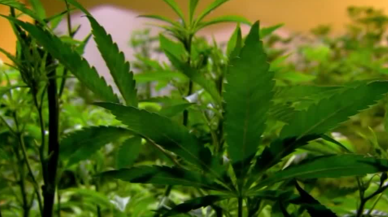 wlwt.com - Giacomo Luca - Cannabis referendum divides Ohio cannabis advocates over hemp