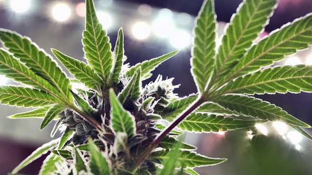 Recreational marijuana on the Missouri ballot this November - Vimarsana News