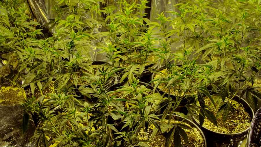SC lawmakers unveil bill to legalize medical marijuana