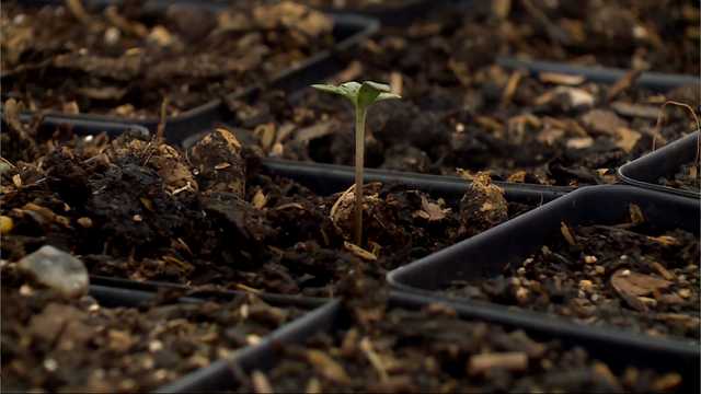 Mississippi medical marijuana program not 'an overnight process,' MSDH says - Vimarsana News