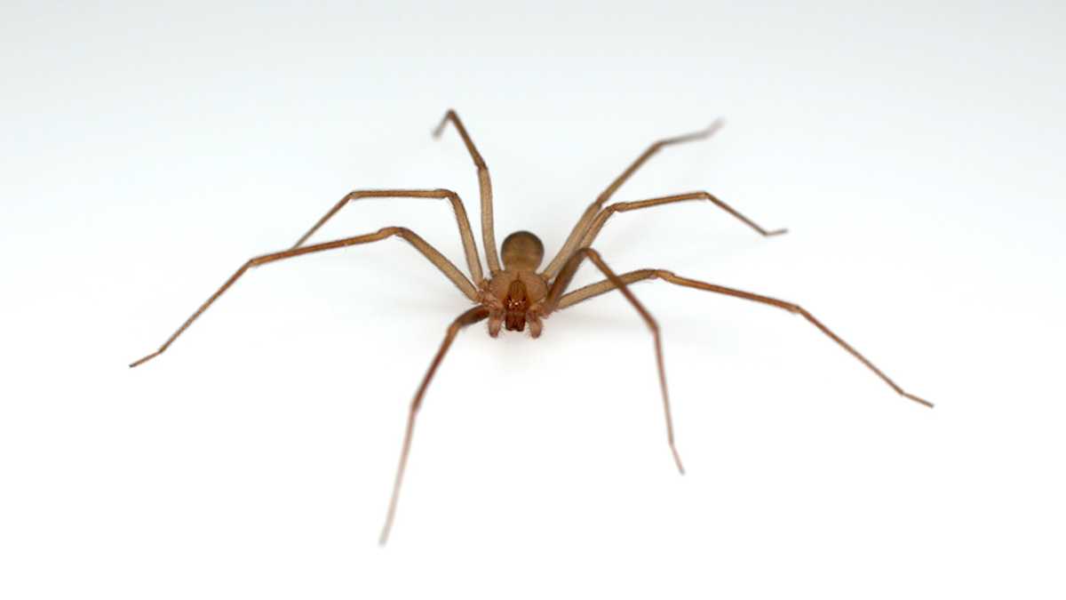 Venomous spiders found at University of Michigan library prompts two ...