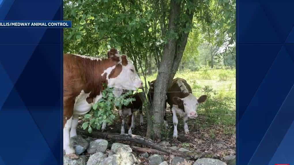 Wandering cow stuck on wall, barbed wire rescued in Medway