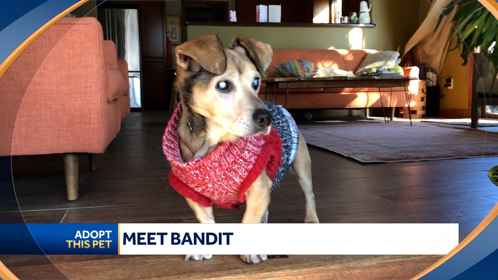 what kind of dog is bandit