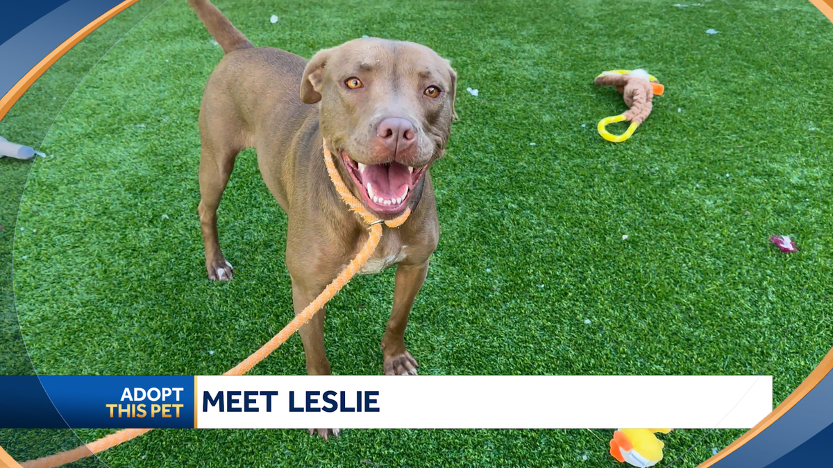 45-pound Chocolate Lab mix named Leslie needs a new home