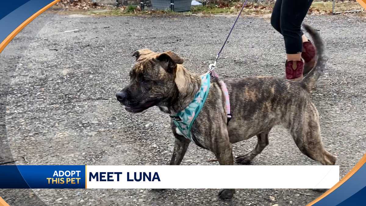 Meet Luna! Our 9 Millionth Adopted Pet