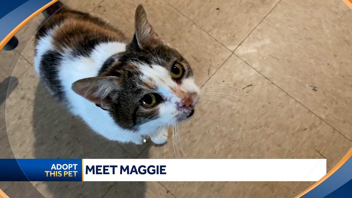 A Senior Cat Named Maggie Needs A Home