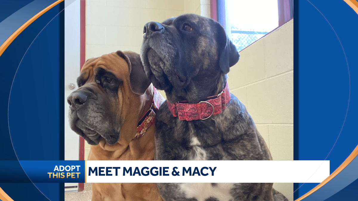 A pair of mastiffs are looking for a new home together