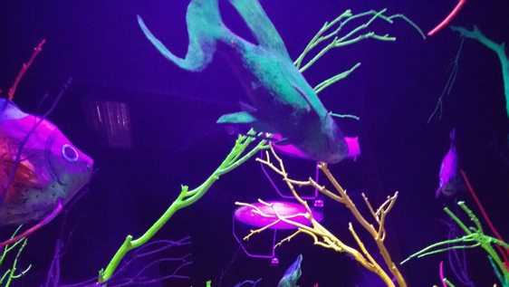 Concert canceled at Meow Wolf amid protest concerns - Vimarsana News