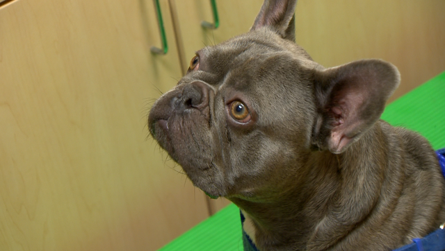 Florida veterinarian helping French bulldogs breathe better - Vimarsana News