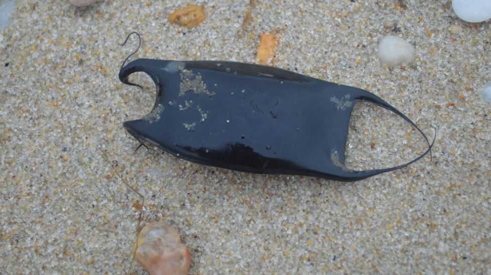 Egg case/capsule of a shark, skate, ray or chimaera. A black/brown  leathery/rough feeling object, found on the beach. These are also known as mermaid's  purses. : r/WITT_FAT