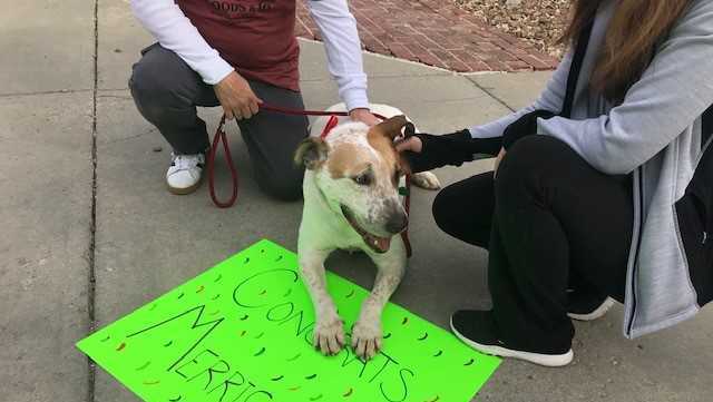 Dog who spent almost 6 years at animal shelter gets forever home