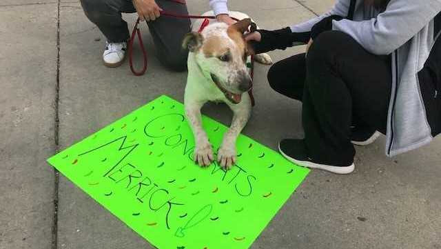 Dog who spent almost 6 years at animal shelter gets forever home