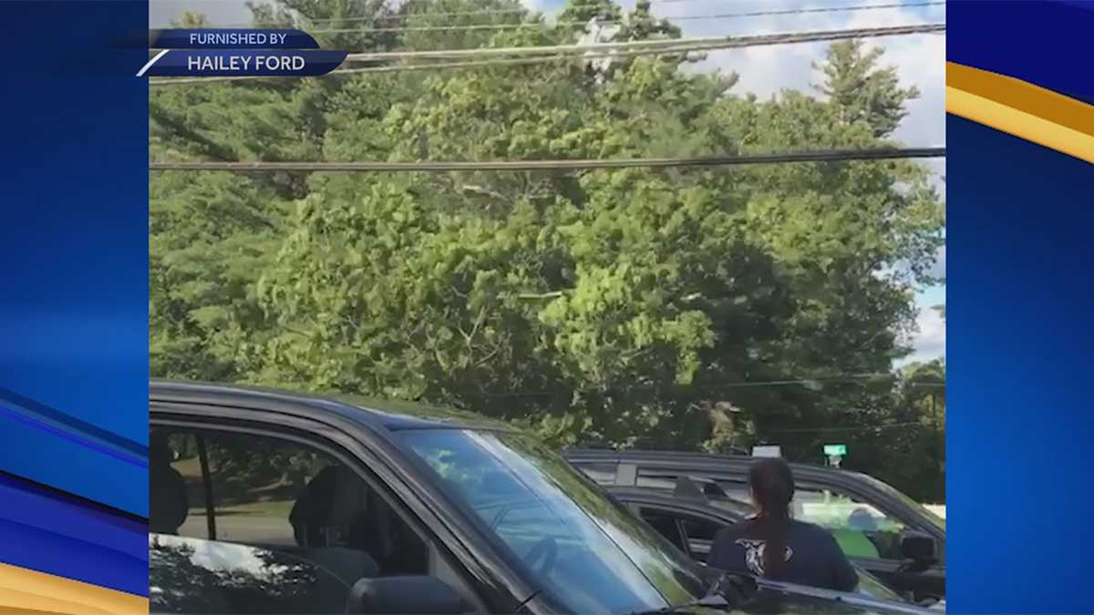 Tree crashes down across DW Highway in Merrimack