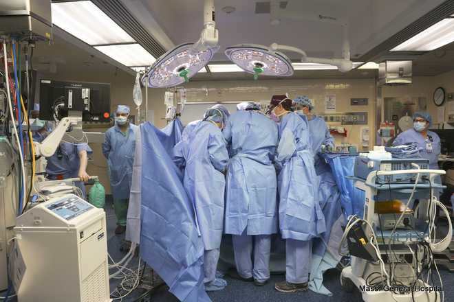 The hospital says the pig kidney with 69 genomic edits was successfully transplanted into the patient living with end-stage kidney disease. The hospital says the pig kidney with 69 genomic edits was successfully transplanted into the patient living with end-stage kidney disease.