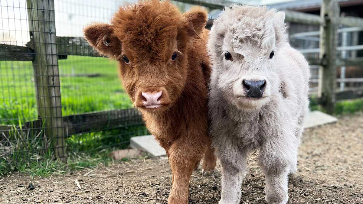 Miniature Cattle