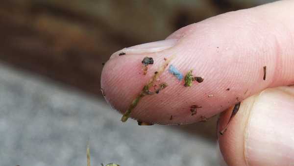 FILE - A blue rectangular piece of microplastic sits on the finger of a researcher with the University of Washington-Tacoma environmental science program, after it was found in debris collected from the Thea Foss Waterway, in Tacoma, Wash.