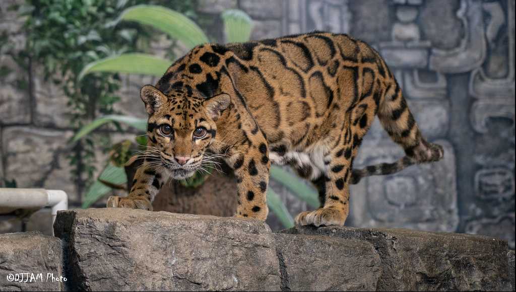 Cincinnati zoo's clouded leopard Sheegwa dies at 19