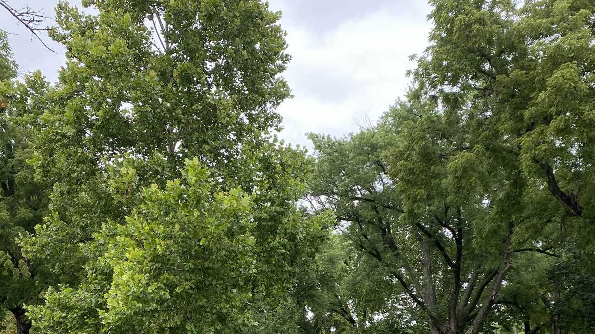 Omaha police investigating homicide body found in park