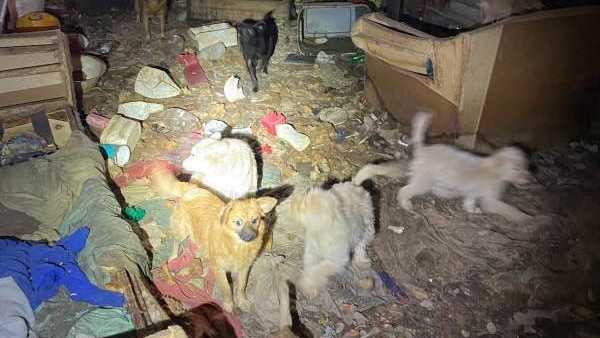 carroll county animal hoarding