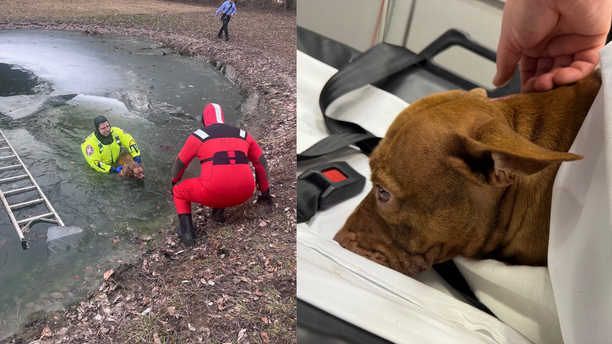 PHOTOS: Middletown firefighters rescue dog trapped in icy pond