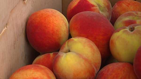 Kroger announced that they will be donating 144 crates of peaches to the Freestore Foodbank on Saturday. - Vimarsana News