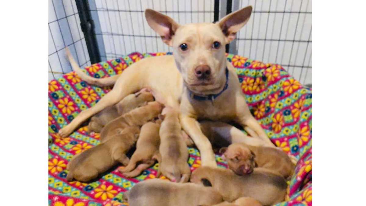 Puppies born on day of tornado warning named for KC meteorologists