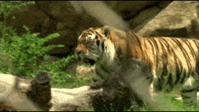 LSU working to get tiger mascot by start of football season LSU working to get tiger mascot by start of football season