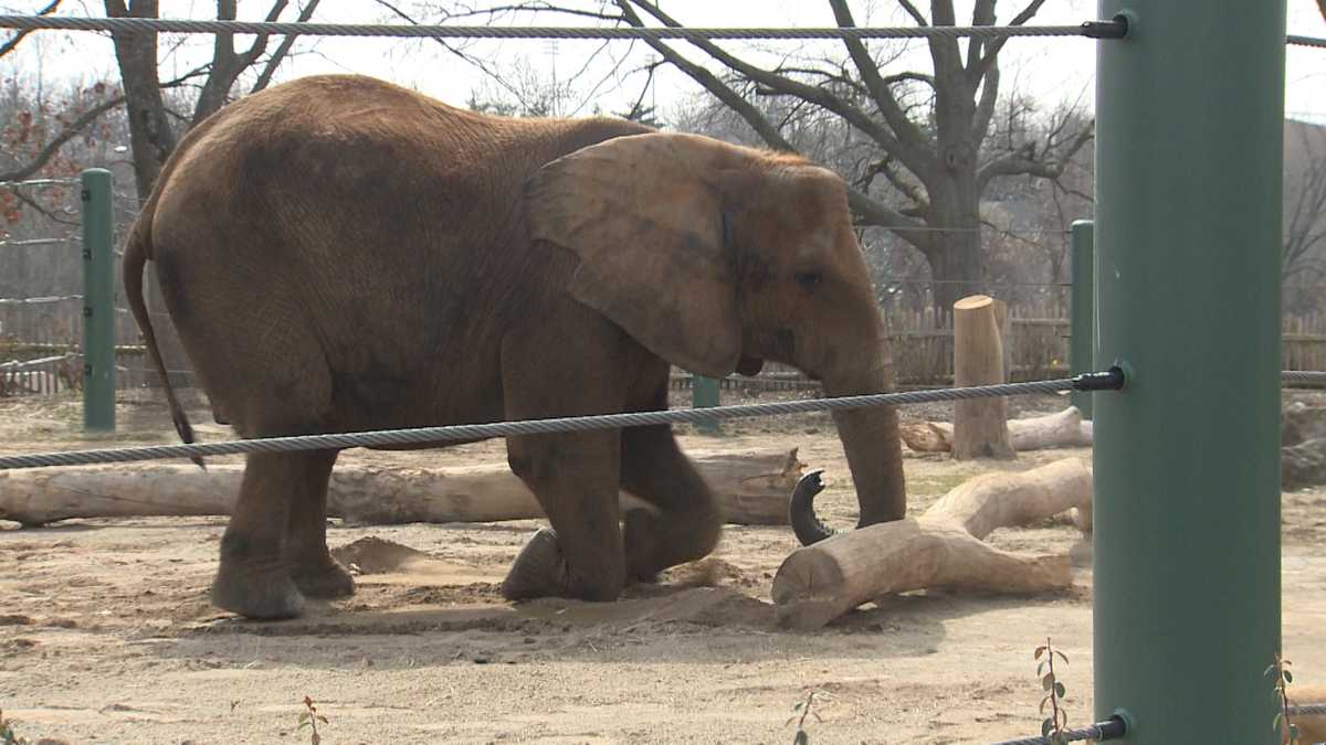 Louisville Zoo elephant Mikki pregnant