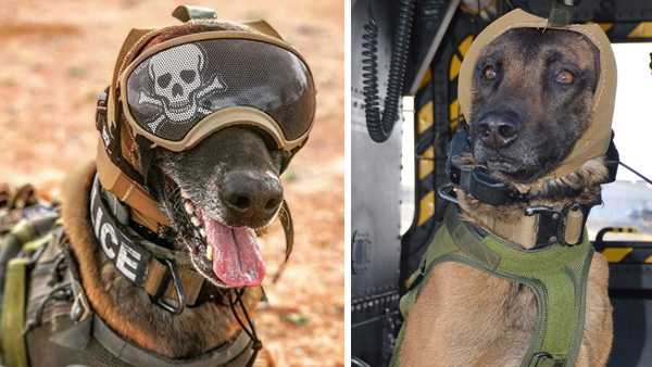 Zeteo Tech Develops Hearing Protection for Military Dogs